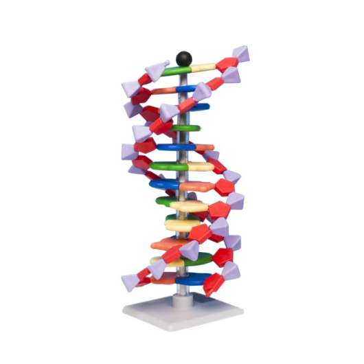 DNA, Modellsats - Elev