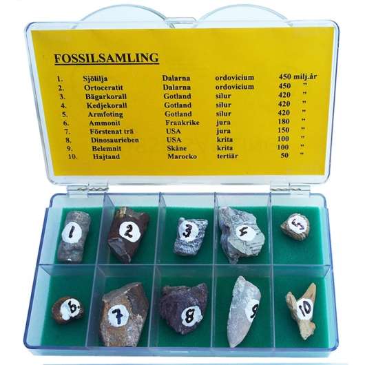Fossilsamling - 10 st