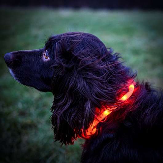 Hund Halsband blink just.bar visio light USB