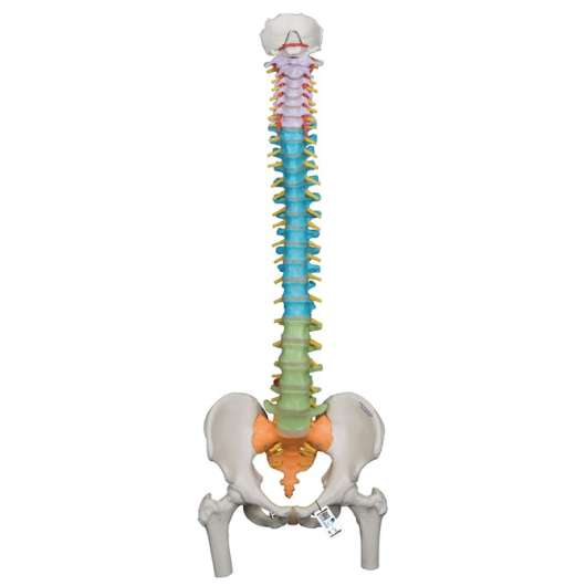 Mänsklig ryggradsmodell - 3B Smart Anatomy