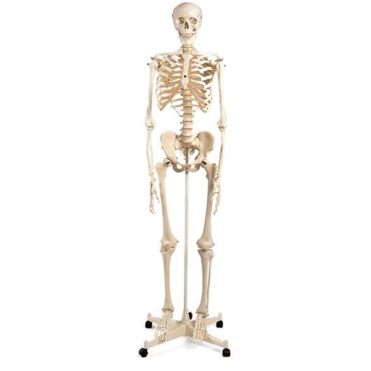 Skelett - Maxi, Naturlig storlek